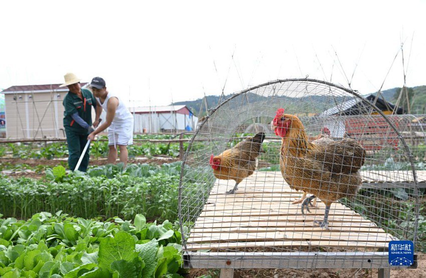 [포토] 허베이 룽화, ‘공유 농장’으로 실현하는 농촌진흥