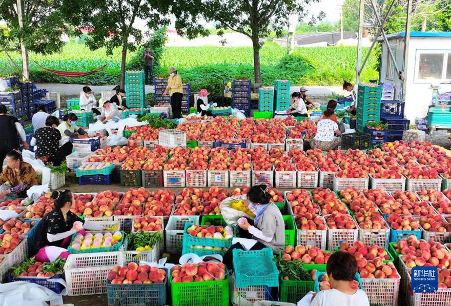 허베이성 라오팅현 징얼퉈촌의 한 과일 전문합작사에서 농부들이 복숭아를 분류하고 있다. [7월 19일 드론 촬영/사진 출처: 신화사]