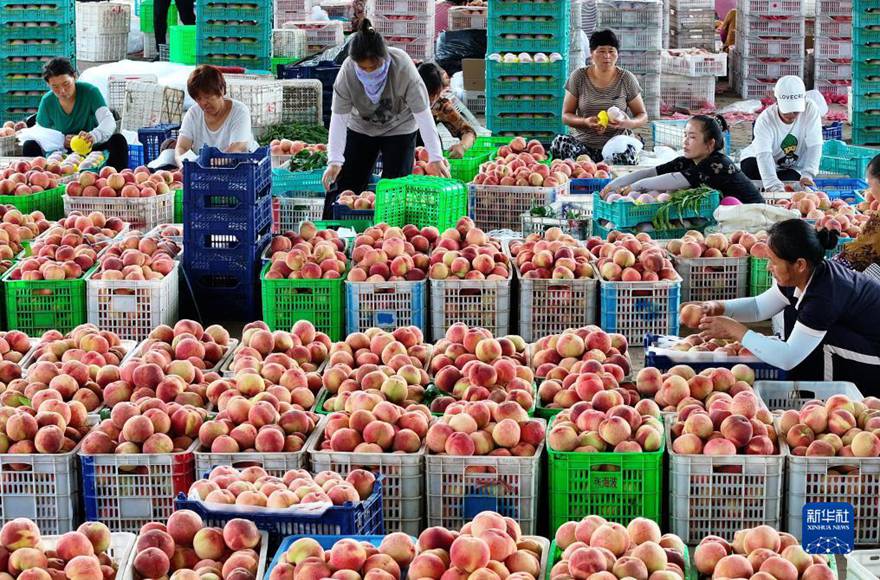 허베이성 라오팅현 징얼퉈촌의 한 과일 전문합작사에서 농부들이 복숭아를 분류하고 있다. [7월 19일 드론 촬영/사진 출처: 신화사]