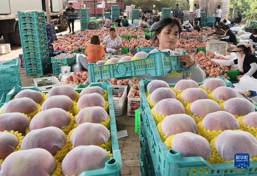 농부가 분류된 복숭아를 정돈한다. [7월 19일 촬영/사진 출처: 신화사]