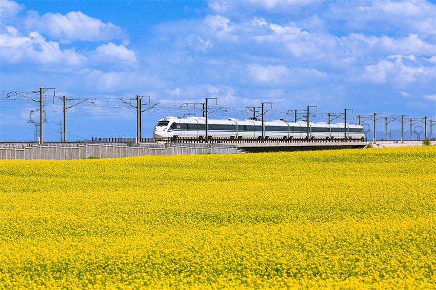 [포토] 간쑤 유채밭 사이 달리는 열차, “여유와 즐거움 선사”