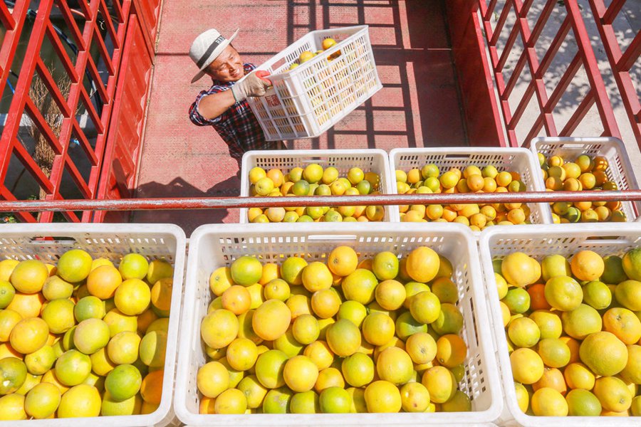 쯔구이현 예탄향 팡자산촌 마을 주민이 수확한 발렌시아 오렌지를 차에 싣고 있다. [7월 17일 촬영/사진 촬영: 왕강]