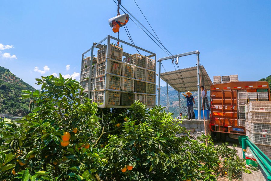 마을 주민이 케이블 운반기로 수확한 발렌시아 오렌지를 옮기고 있다. [7월 17일 촬영/사진 촬영: 왕강]