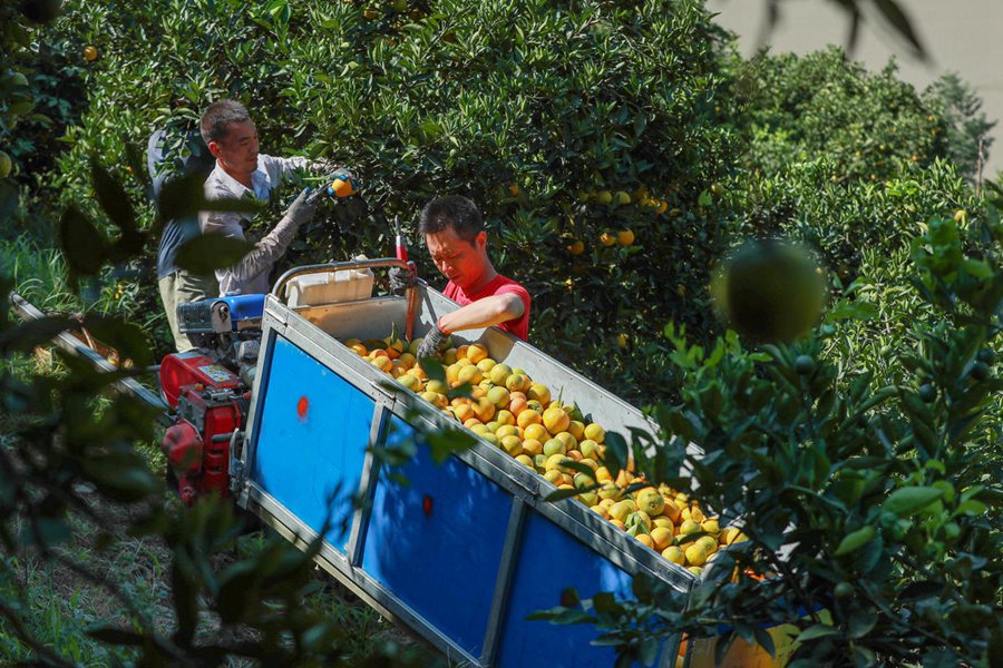 마을 주민들이 모노레일 운반기로 발렌시아 오렌지를 운반하고 있다. [7월 17일 촬영/사진 촬영: 왕강]