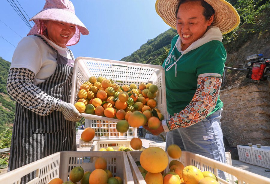 주민들이 수확한 발렌시아 오렌지를 선별하고 있다. [7월 17일 촬영/사진 촬영: 왕강]