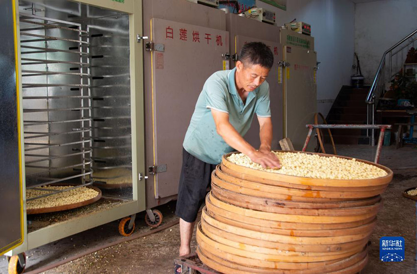 뤄한촌 연밥 가공공장에서 현지 주민이 연밥을 건조기에 넣는다. [7월 31일 촬영/사진 출처: 신화사]