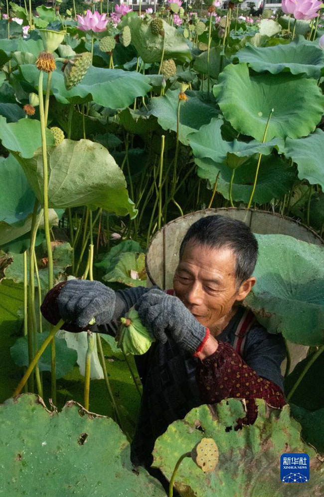 뤄한촌 연밥 재배기지에서 현지 농민이 연방을 수확한다. [7월 31일 촬영/사진 출처: 신화사]