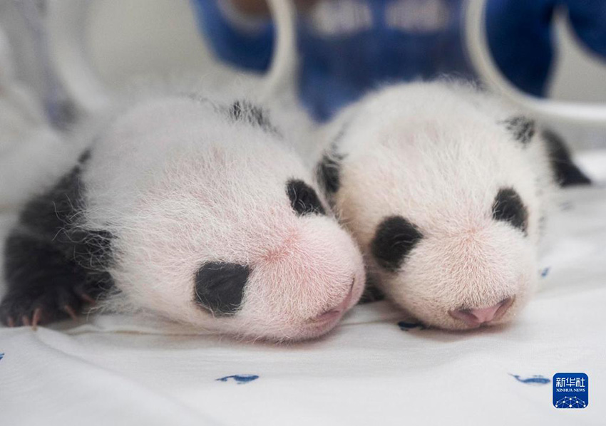 8월 6일 한국 경기도 용인 에버랜드에서 촬영한 쌍둥이 아기 자이언트판다 [사진 제공: 에버랜드]