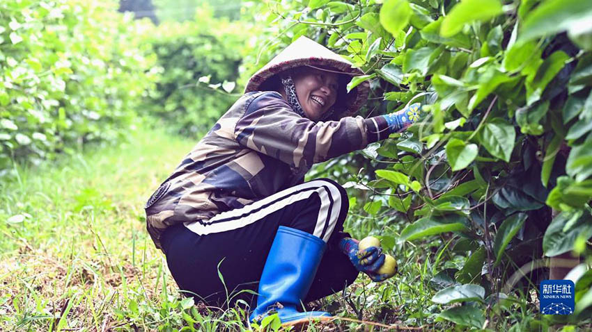 하이툰완(海豚灣) 과수원에서 농민이 패션푸르트를 수확한다. [7월 28일 촬영/사진 출처: 신화사]