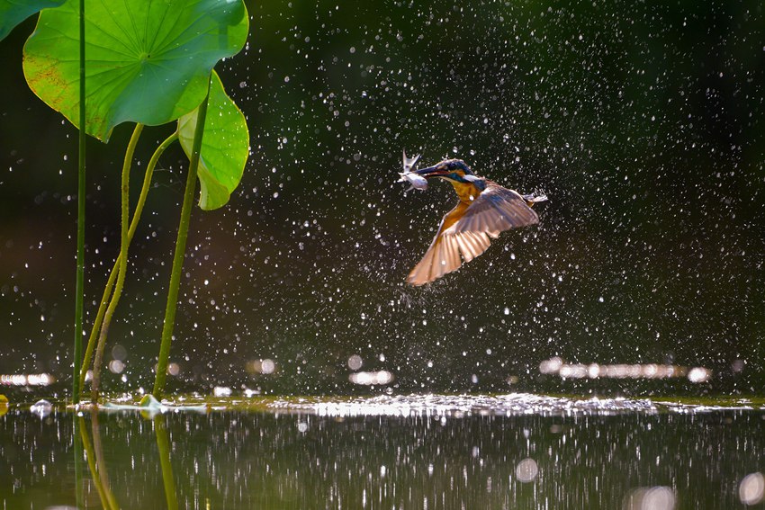 물총새가 민첩하게 먹이를 낚아 온다. [사진 출처: 인민망]