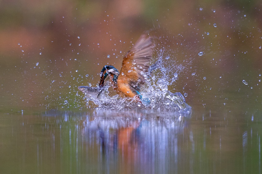 물총새가 물 속으로 들어가 먹이를 문다. [사진 출처: 인민망]