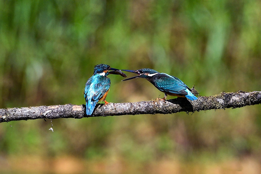 물총새들이 나뭇가지에서 음식을 나눈다. [사진 출처: 인민망]