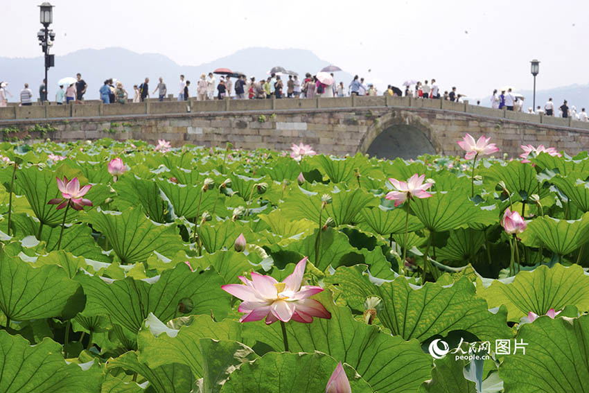 항저우(杭州) 시후(西湖)호, 연꽃, 다리, 관광객이 조화롭게 어우러진다. [8월 7일 촬영/사진 출처: 인민망]
