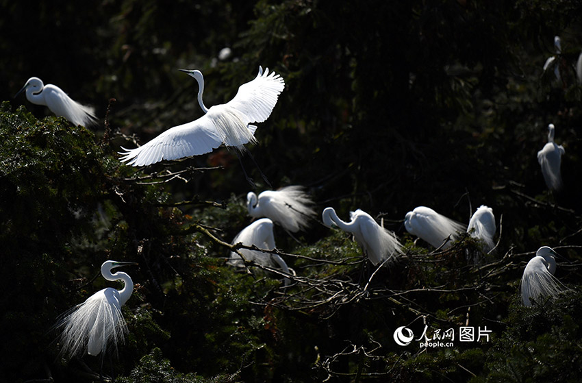 장시(江西) 포양(鄱陽)호 주변 샹산(象山)삼림공원 여름 철새들이 집을 짓고 번식한다. 샹산삼림공원 총 면적은 1667.5헥타르, 삼림 면적은 1201헥타르이며, 우수한 생태환경을 갖추고 있고, 특히 백로가 국내외에서 유명해 ‘백로왕국’으로 불린다. [사진 출처: 인민망]