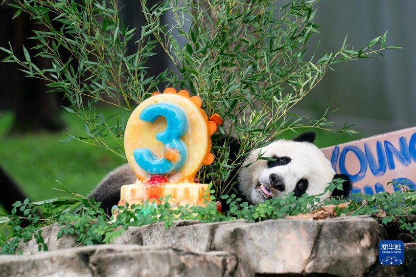 미국 수도 워싱턴 스미스소니언 동물원에서 자이언트판다 ‘샤오치지’가 생일 케이크를 먹는다. [8월 21일 촬영/사진 출처: 신화사]
