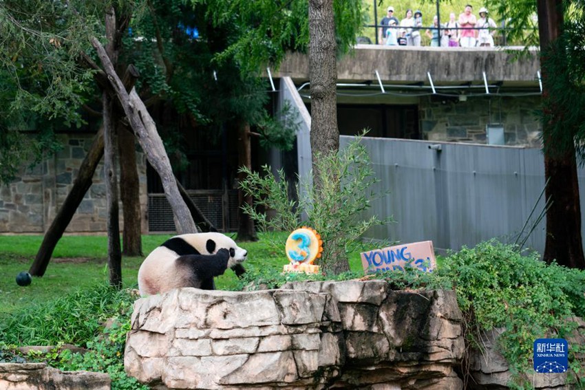 미국 수도 워싱턴 스미스소니언 동물원에서 관광객들이 자이언트판다 ‘샤오치지’ 생일을 함께 축하한다. [8월 21일 촬영/사진 출처: 신화사]