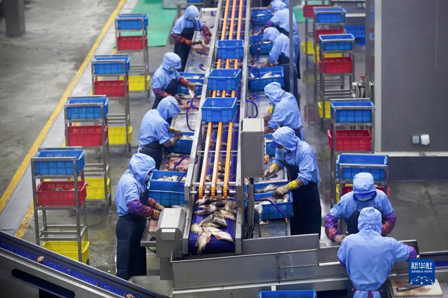 안후이성 황산시 한 식품공급업체 생산라인에서 직원들이 처우구이위 가공작업 중이다. [6월 7일 촬영/사진 출처: 신화사]