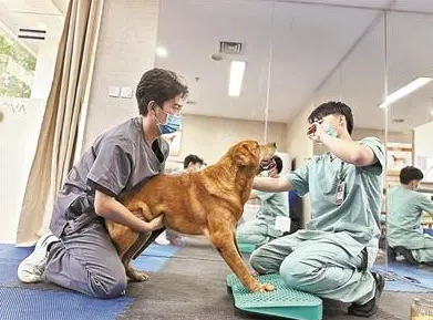 [중국 신직업] 반려동물 재활치료사