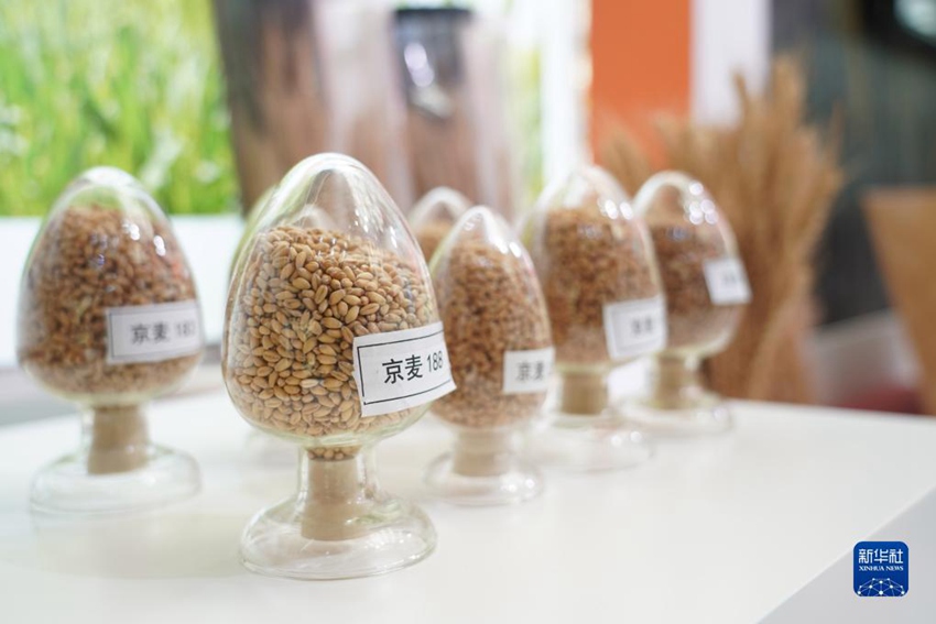 제30회 중국 베이징 종자산업 대회 종자산업 진흥 성과전에 등장한 씨앗