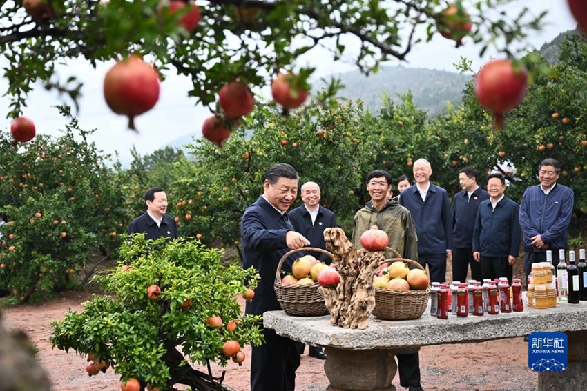시진핑 주석은 이청(嶧城)구에 위치한 관스류위안(冠世榴園) 석류재배지를 방문해 석류 산업 발전 현황을 파악했다.