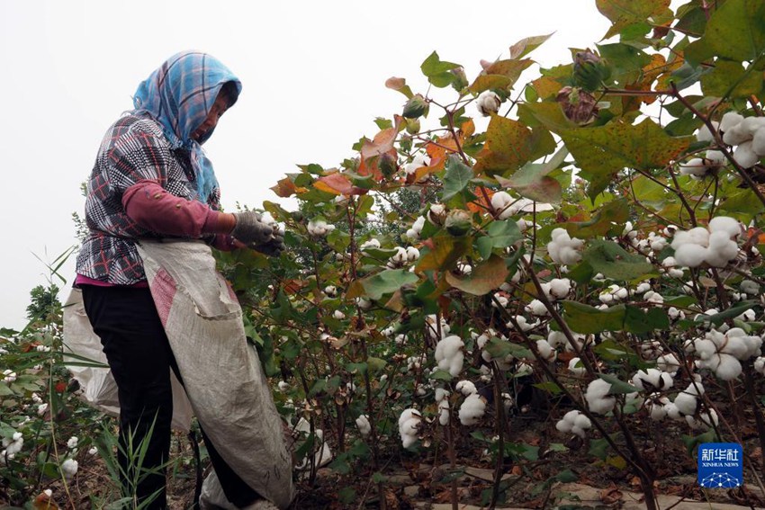 산둥성 우디현 시샤오왕진 농민이 목화를 수확한다. [9월 19일 촬영/사진 출처: 신화사]