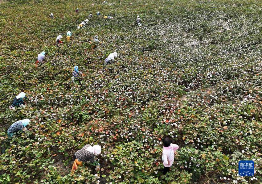 산둥성 우디현 시샤오왕진 농민들이 목화를 수확한다. [9월 19일 드론 촬영/사진 출처: 신화사]