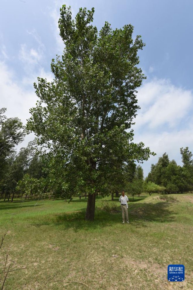 바이순 씨는 자신이 처음으로 심은 나무와 기념사진을 찍는다. [8월 2일 촬영/사진 출처: 신화사]