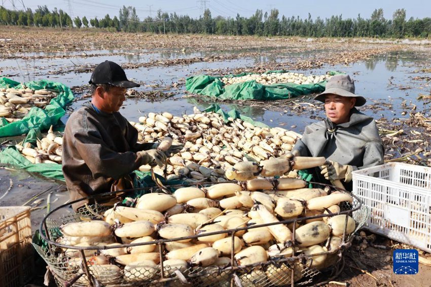 허베이성 신허현 시류향 시둥촌의 한 연근 재배합작사 직원들이 수확한 연근을 분류한다. [10월 5일 촬영/사진 출처: 신화사]