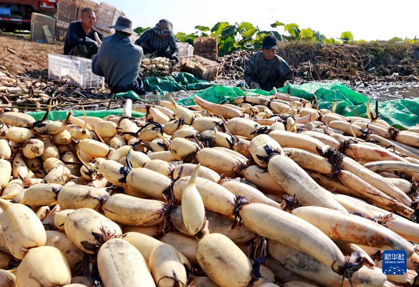 허베이성 신허현 시류향 시둥촌의 한 연근 재배합작사 직원들이 수확한 연근을 분류한다. [10월 5일 촬영/사진 출처: 신화사]