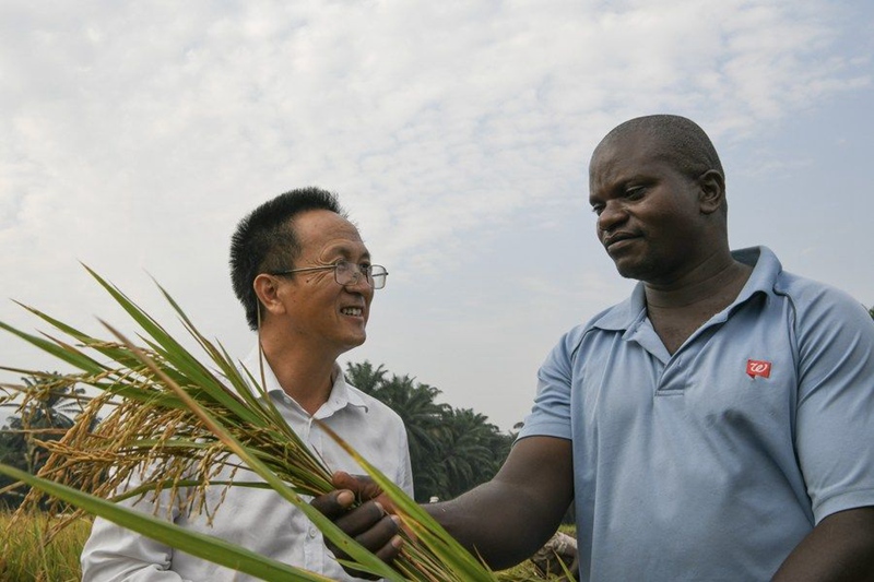 6월 20일, 부룬디 부반자주 Gihanga의 논에서 중국 농업전문가팀장 양화더(楊華德, 왼쪽)가 현지 농부와 이야기를 나누고 있다.