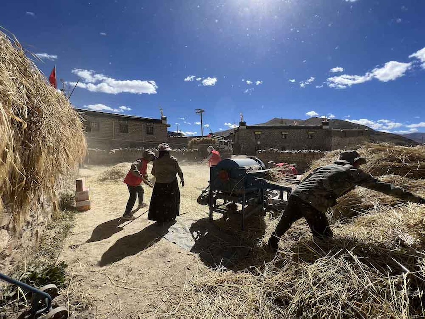 시짱(西藏) 르카쩌(日喀則)시 촌 작업팀에서 자원봉사대를 조직해 바쁜 농가 수확 작업을 돕는다.