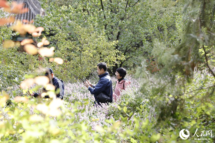 관광객들이 샹산공원 꽃밭에서 기념 촬영을 하고 있다. [사진 출처: 인민망]