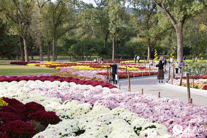 중국국가식물원에서 국화 전시회를 개최하고 있다. [사진 출처: 인민망]
