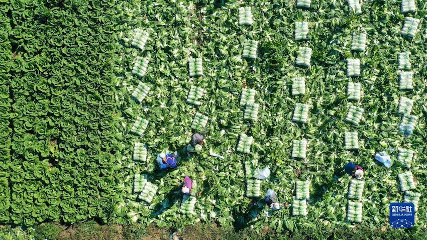 허베이 위톈, ‘中 배추의 고장’ 수확철 맞이 분주한 농민