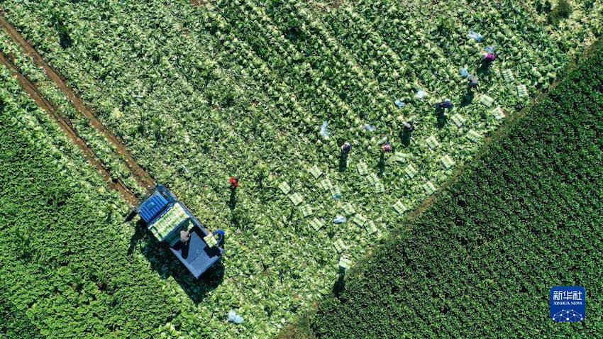 위톈현 훙차오진 허우두수촌에서 농민이 배추를 수확하고 있다. [11월 6일 드론 촬영]