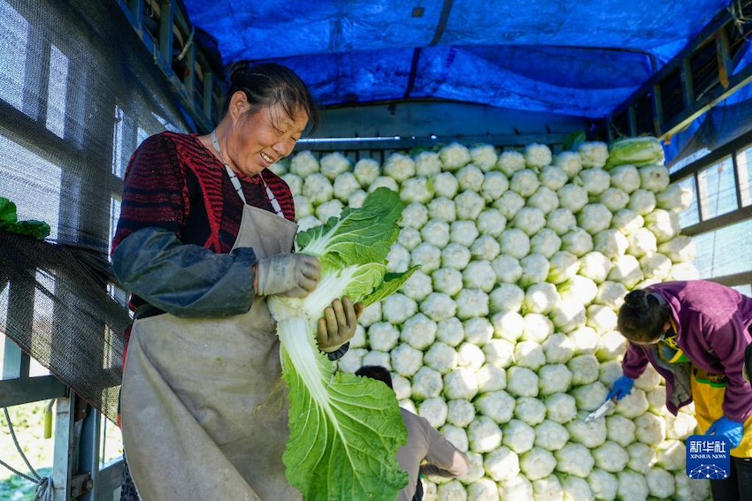 11월 6일 위톈현 훙차오진 허우두수촌에서 농민이 수확한 배추를 다듬고 있다.