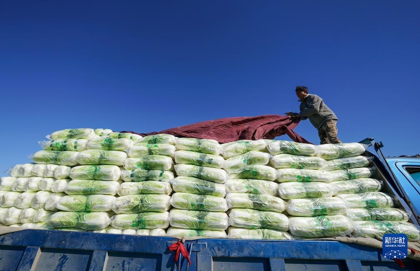 11월 6일 위톈현 훙차오진 허우두수촌에서 농민이 배추를 트럭에 싣고 배송 준비를 하고 있다. 