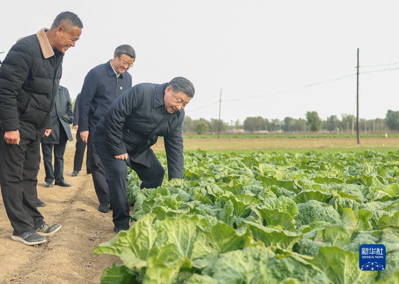 10일 오후, 허베이성 줘저우시 댜오워진 완취안좡촌을 찾은 시 주석이 마을 옆 밭에서 배추 성장세를 살펴보고 있다.