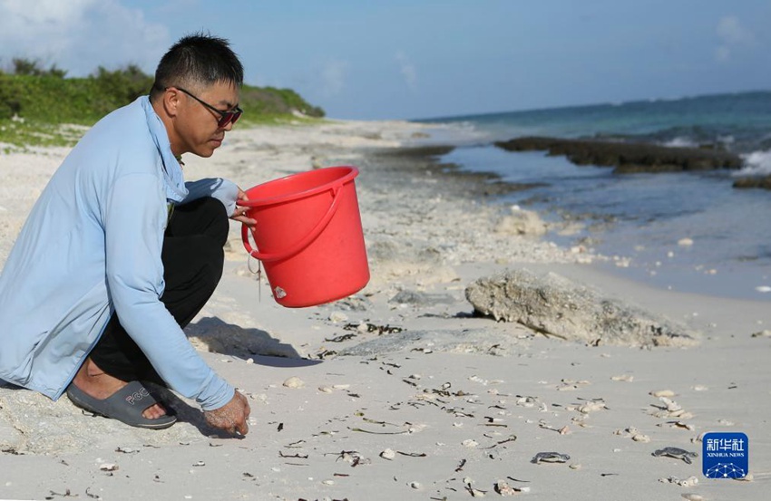 황청이 건강한 새끼 바다거북을 바다로 방류하고 있다. [9월 29일 촬영/사진 출처: 신화사]