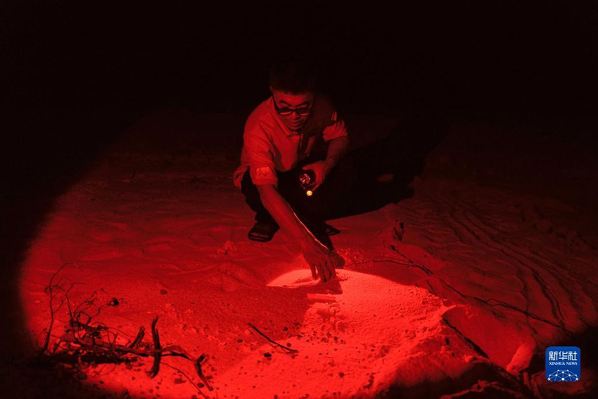 늦은 밤, 황청이 바다거북이 산란을 확인하고 바다거북의 흔적을 찾고 있다. [9월 28일 촬영/사진 출처: 신화사]