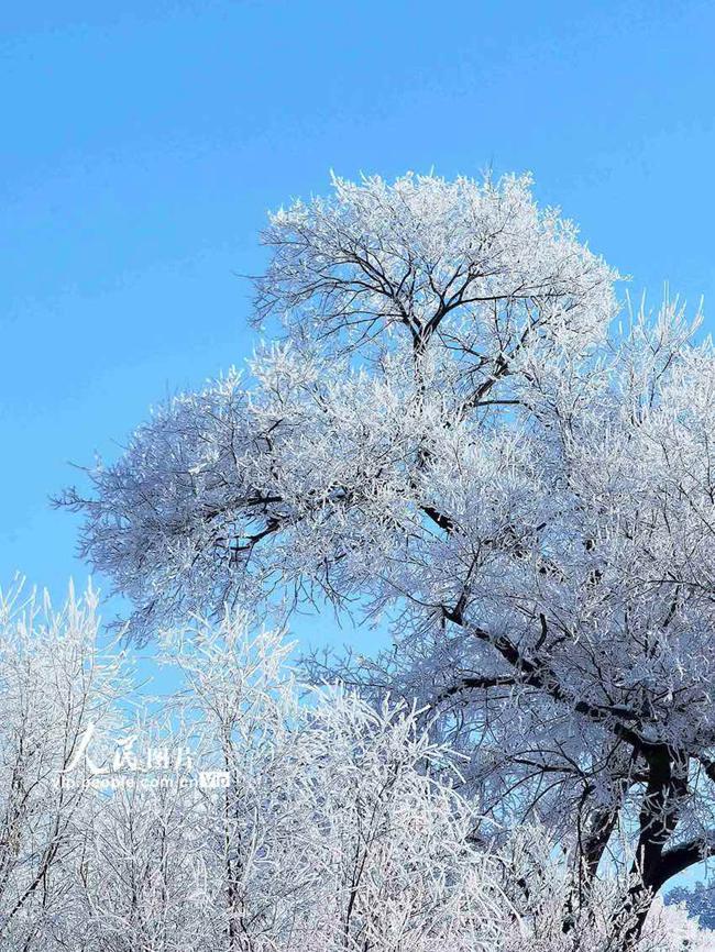 11월 10일부터 상고대가 조금씩 피기 시작한 쑹화강 강변의 지린시는 겨울 초입부터 청량한 공기와 아름다운 겨울 풍경을 맞이했다. [사진 촬영: 자오옌지]