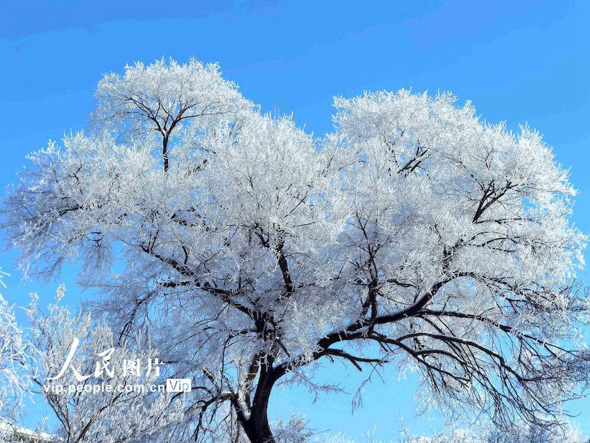 11월 10일부터 상고대가 조금씩 피기 시작한 쑹화(松花)강 강변의 지린시는 겨울 초입부터 청량한 공기와 아름다운 겨울 풍경을 맞이했다. [사진 촬영: 자오옌지(趙彥吉)]