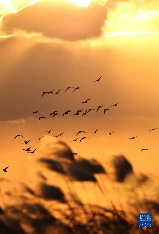 철새들이 황허삼각주 국가급 자연보호구에서 날아온다. [11월 12일 촬영/사진 출처: 신화사]