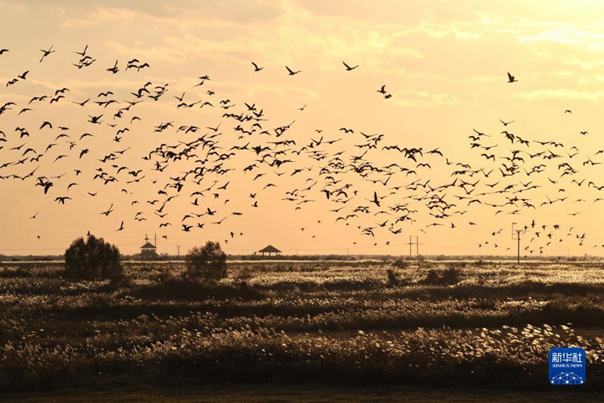 철새들이 황허삼각주 국가급 자연보호구에서 날아온다. [11월 12일 촬영/사진 출처: 신화사]