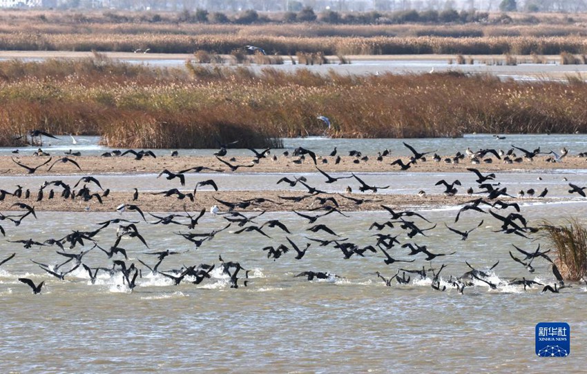 철새들이 황허삼각주 국가급 자연보호구에 머물고 있다. [11월 12일 촬영/사진 출처: 신화사]