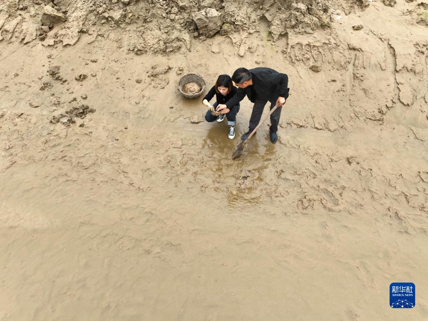유샤오샤오 씨와 그의 부친이 진흙을 채취한다. [10월 7일 드론 촬영/사진 출처: 신화사]