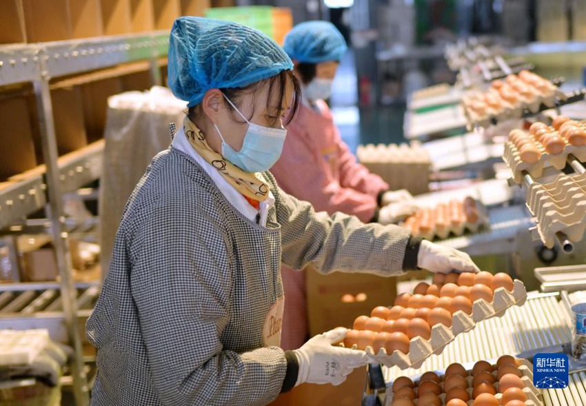 직원들이 산란닭 양식기업 작업장에서 계란을 분류한다. [11월 22일 촬영/사진 출처: 신화사]