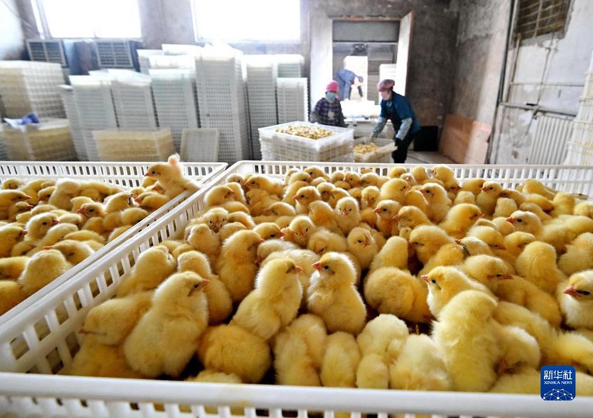 허베이성 탕산시 루타이경제기술개발구의 병아리 부화공장에서 직원들이 일하고 있다. [11월 22일 촬영/사진 출처: 신화사]