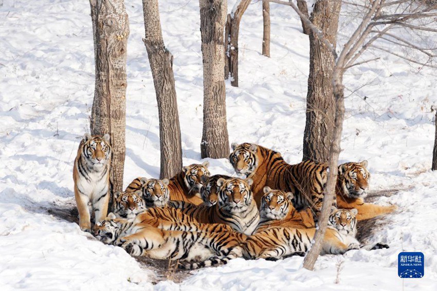 동북호랑이들이 눈 밭에서 쉬고 있다. [11월 17일 촬영/사진 출처: 신화사]
