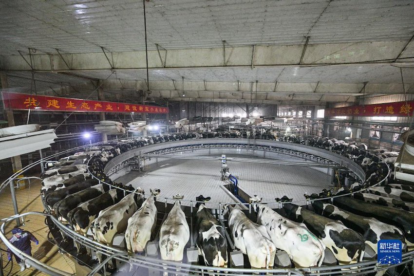 웨이현 쥔러바오 유제품유한회사 착유실에서 젖소들이 착유기 위에서 우유를 짜고 있다. [11월 22일 촬영/사진 출처: 신화사]